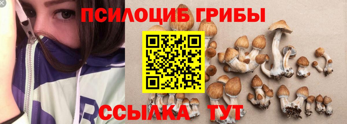 Галлюциногенные грибы Psilocybine cubensis Советская Гавань